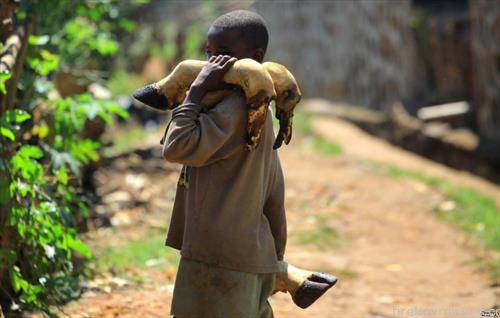 Момче  носи копита од крави  на  кланица  во Конго