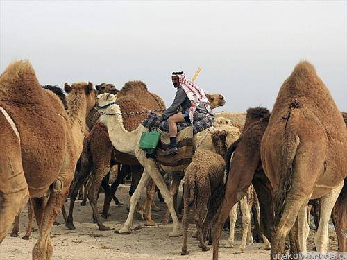 Бедуин на камила во Ирак