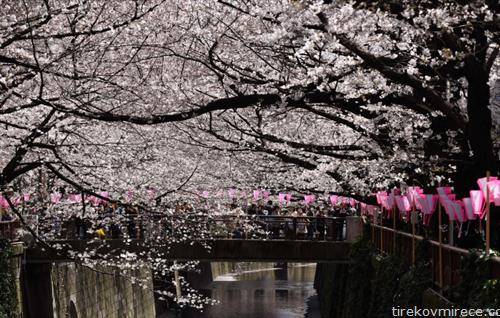 во Токио процеветаа јапонските цреши