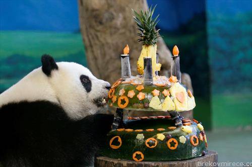 роденденска  торта за пандата во ЗОО во Тајван