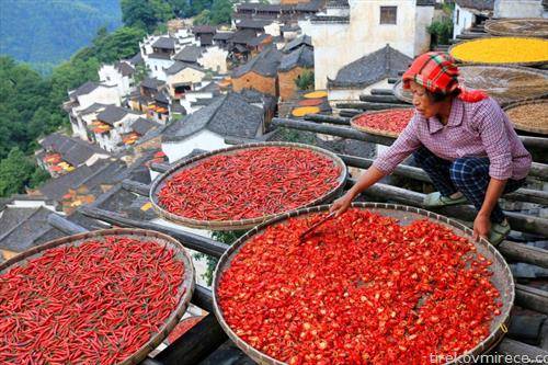 се суши чили пиперка во кинеска провинција