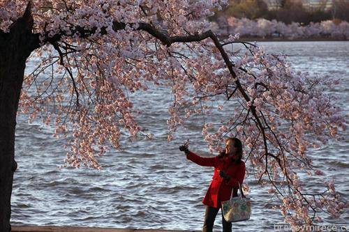 во Вашингтон  процеветаа јапонските цреши
