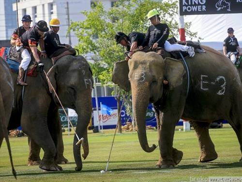 Играчи на поло со слонови  за време на кралскиот поло-турнир со слонови во Бангкок