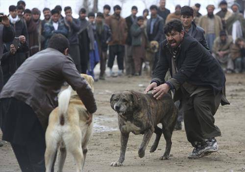 борба на кучиња во Авганистан