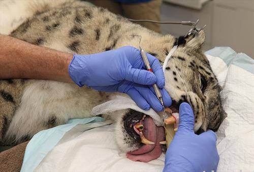 леопард на ветеринар за дентална хирургија во зоолошката градина во Мелбурн