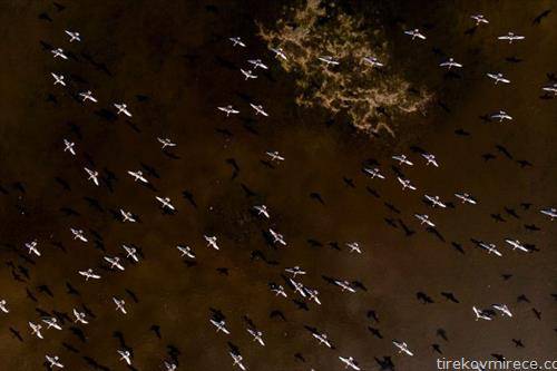 јато диви гуски летаат над езеро во Унгарија
