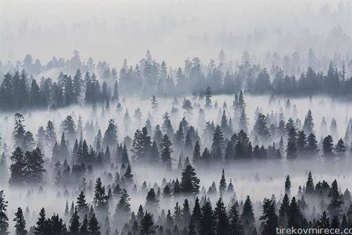магла во шумскиот предел на  Германија 