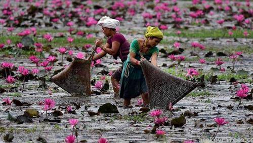 жени ловат риба, во поле со цвет лотус 