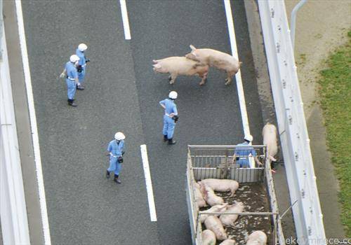 полицајци се обидуваат да фатат побегнати свињи од камион во Осака  Јапонија