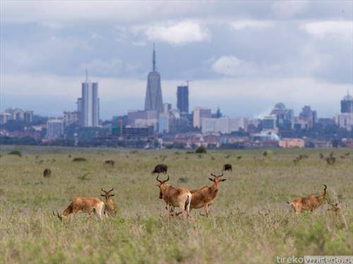 близу Најроби, главниот град на Кенија пасат импали