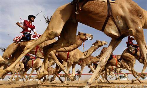 трка на камили во Абу Даби