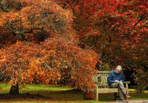 есен во парк во Шефлид Англија