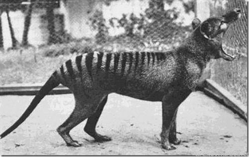 последниот тасмански тигар сликан  1933
