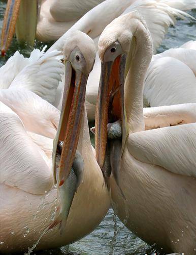 пеликани се хранат со риба
