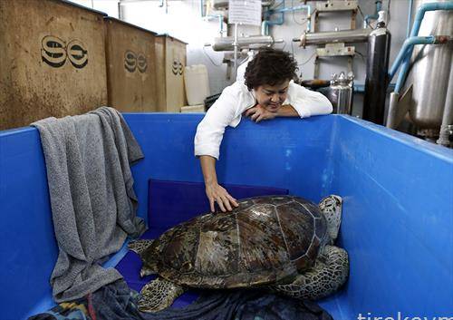 Ветеринарен научник ја негува 25 годишната морска желка после хируршка интервенција со која и беа извадени 915 монети од стомакот во Банког