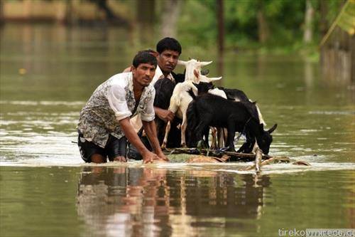 во поплавите во северна Индија  први се спасуваат јарињата