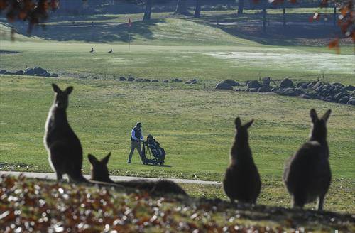 Кенгури на теренот на Голд Крик голф клубот во австралискиот главен град Канбера
