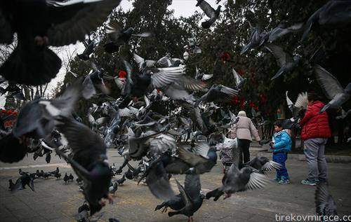 Момче храни гулаби во паркот Дитан во Пекинг