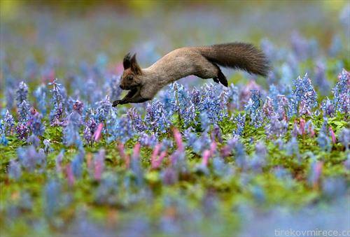 верверица прескокнува цвеќе во цветната градина, на островот Хокаидо