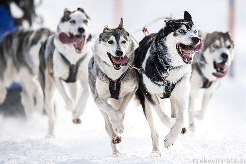 Трка со санки влечени од кучиња, Верфенвенг, Австрија