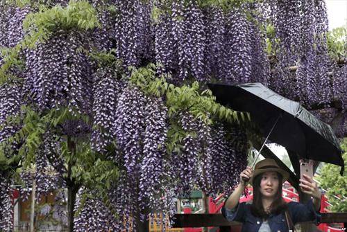 посетителка се фотографира покрај расцутено дрво во Токио