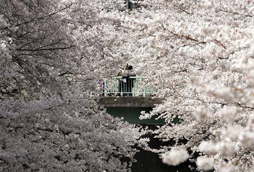 Луѓе кои се сликаат додека ги гледаат расцутените јапонски цреши во Токио