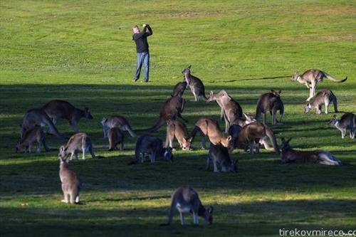 Кенгури на теренот на Голд Крик голф клубот во австралискиот главен град Канбера