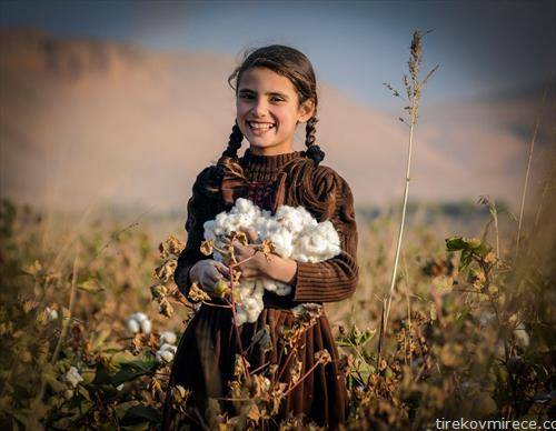 Авганистанче бере памук во полето