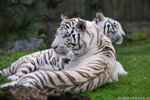 ретките  бели тигри Олга и Ашка во зоо во Бордо