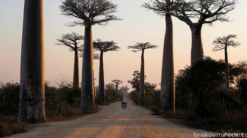 дрва баобоб на Мадагаскар
