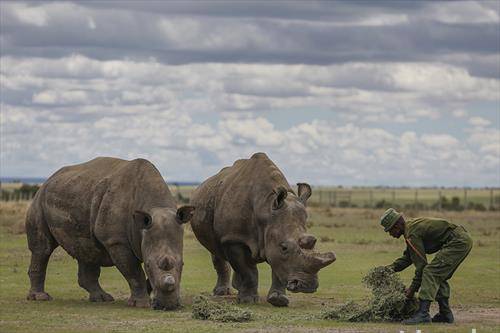 Последните два преживеани северни бели носорози Наџин 27  г.и Фату 17 г. во конзерват 200км северно од Најроби