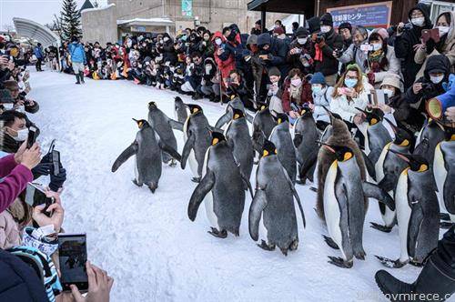 прошетка на пингвини во ЗОО во Јапонија