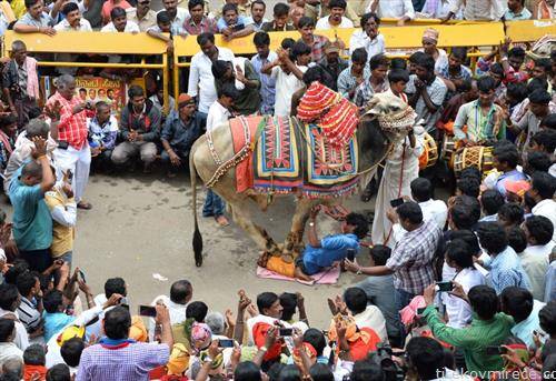 камила врз Индиец, претстава за публиката