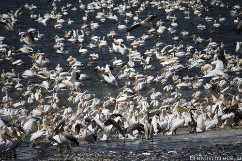 големи бели пеликани во Израел