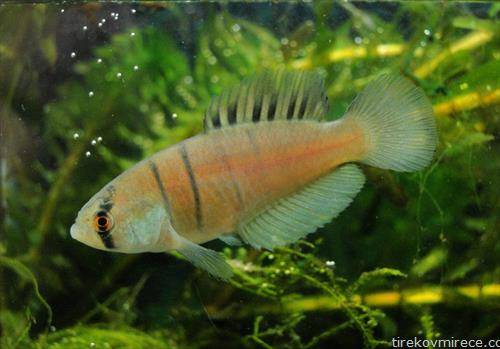 нов вид на слатководна риба аустролбиас