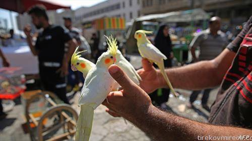 папагали на мини пазар за животни во Багдад