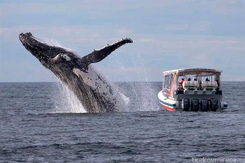 кит скока во  водите близу до  Австралија
