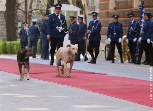 пред зградата на Претседателството во Сараево, при пречек на високи гости, се прошетаа кучиња скитници 